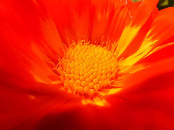 Close up of the center of an orange flower