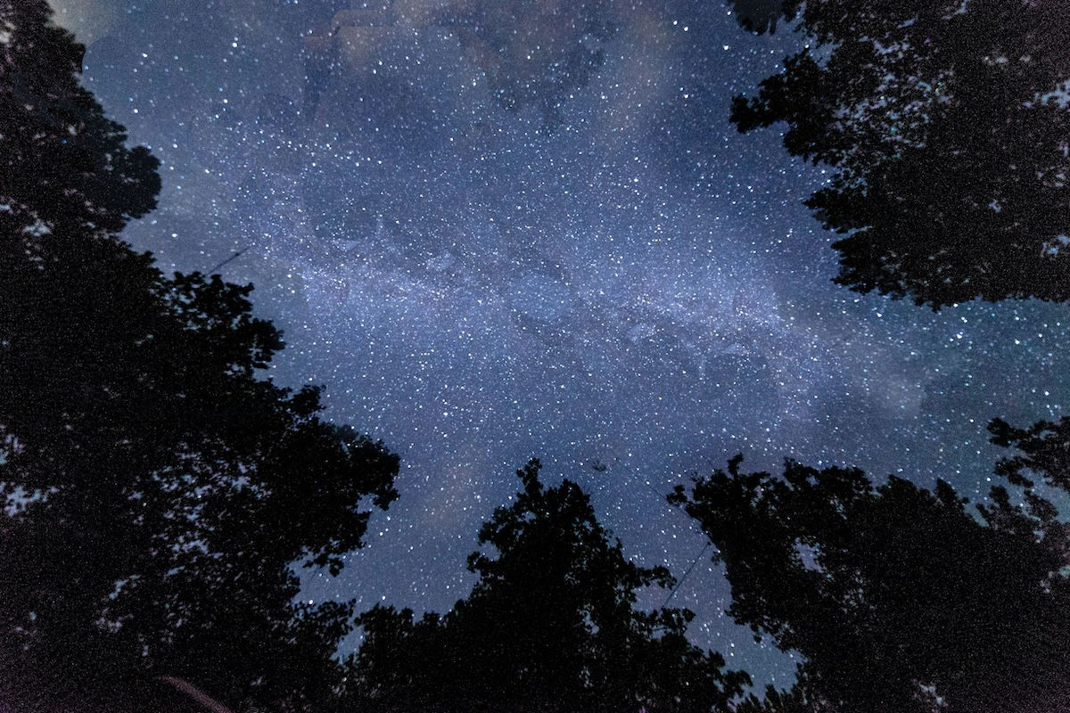 A starry sky with tree silhouettes