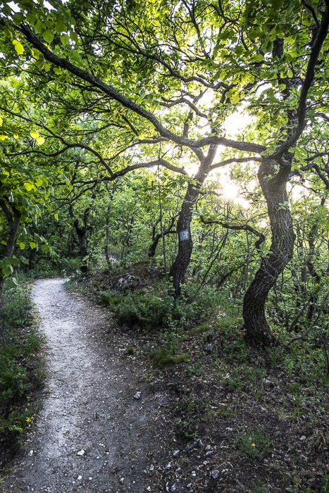 A shady forest