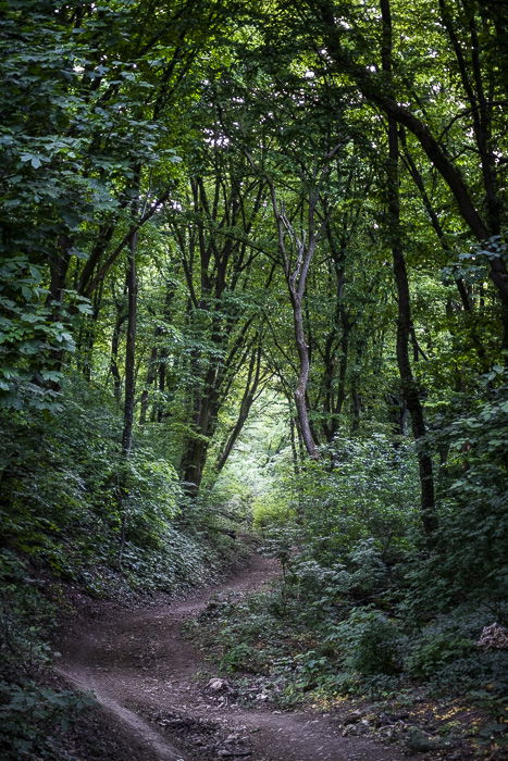 A shady forest