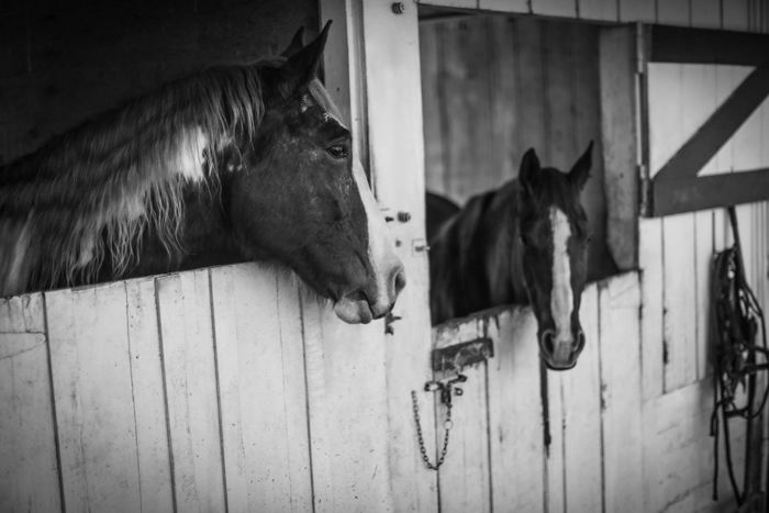 Horses in a stable