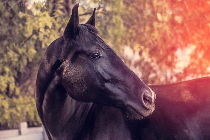 Dreamy portrait of a brown horse