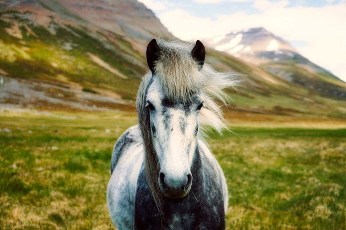 A black and white horse outdoors