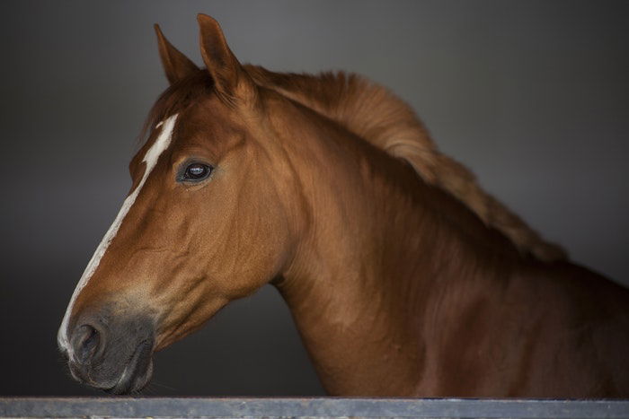 A brown and white horse portrait