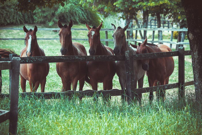 Five horses in a field