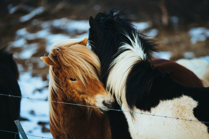 Two furry ponies outdoors