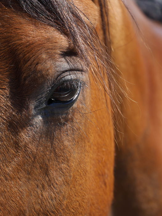 A close up of a brown horses face focused on its eye