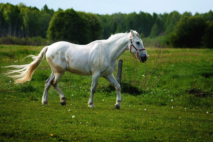 A white horse running outdoors