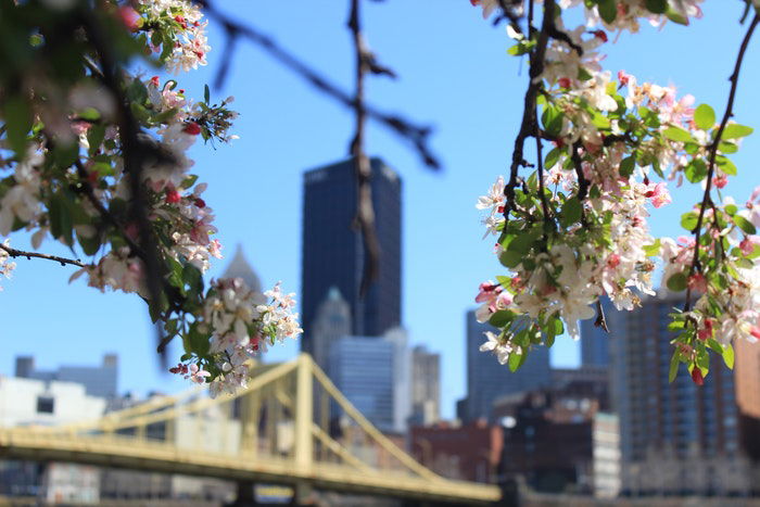 Juxtaposition of a city scene vs blossoming trees