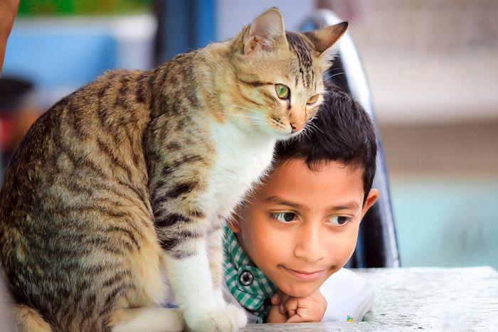 A tabby beside a little boy as an example of family photos with cats