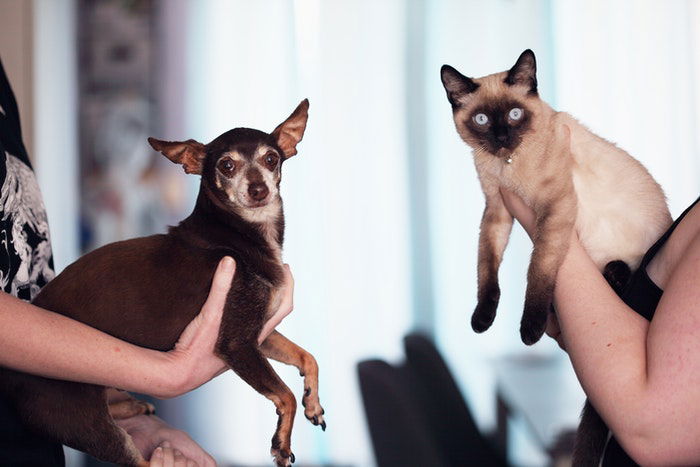 A small dog and Siamese cat being held by their owners as an example of family photos with pets