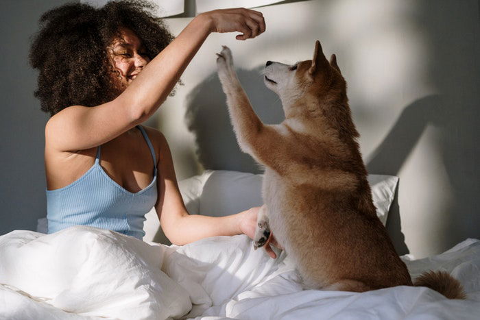 A girl playing with a little Husky on a bed as an example of family photos with dogs