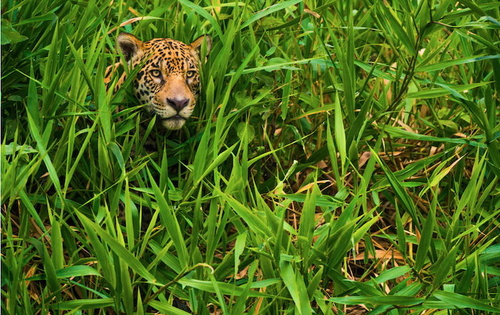 A Cheetah looking out from grass by wildlife photographer Franz Lanting