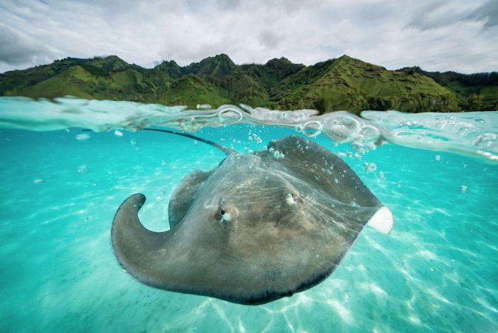 A giant stingray swimming close to the surface 