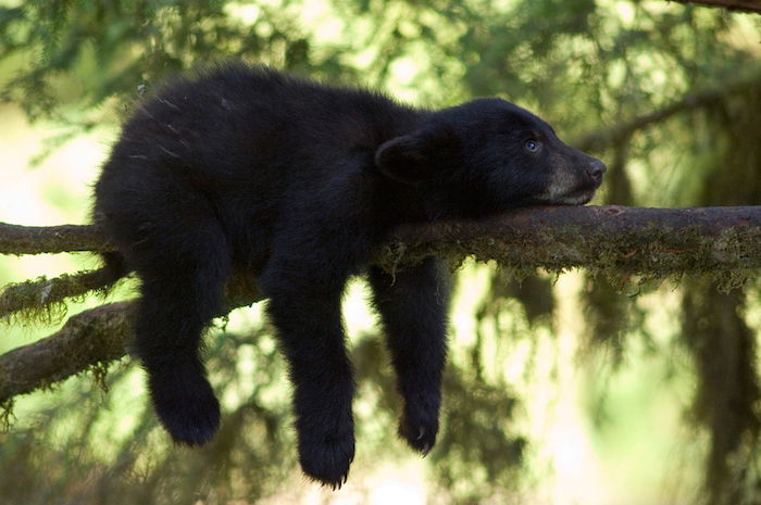 A baby bear lying on a tree branch by wildlife photographer Amy Gulick