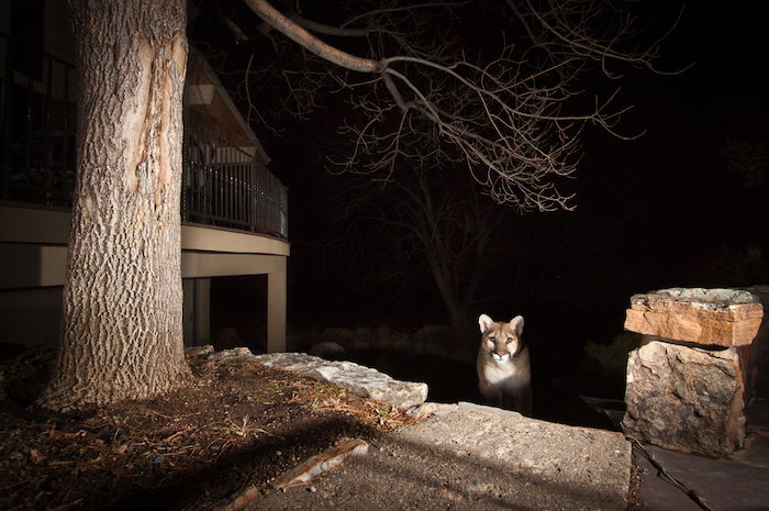 A lynx in an urban setting by wildlife photographer Morgan Heim