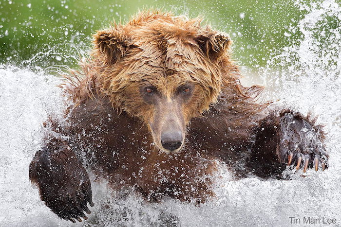 A bear splashing in water by wildlife photographer Tin Man Lee