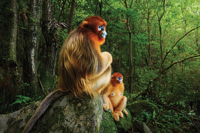 The endangered Yunnan Snub-nosed Monkey