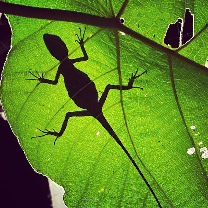 Silhouette of a lizard on a leaf by wildlife photographer Sandesh Kadur