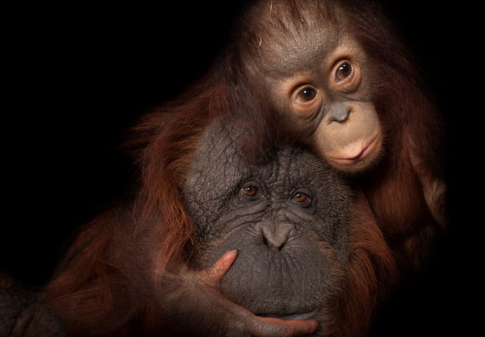 Mother and baby orangutans