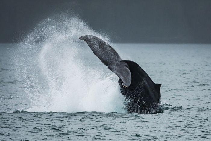 A whales tail splashing above the surface of the water