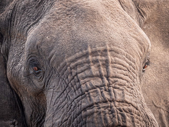 Close up wildlife photography of an elephants face