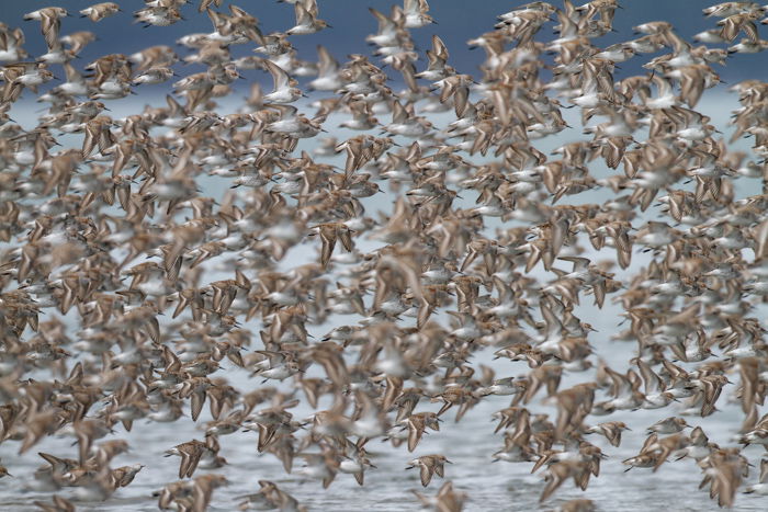 A flock of birds flying over water