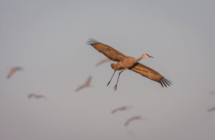 Birds in flight