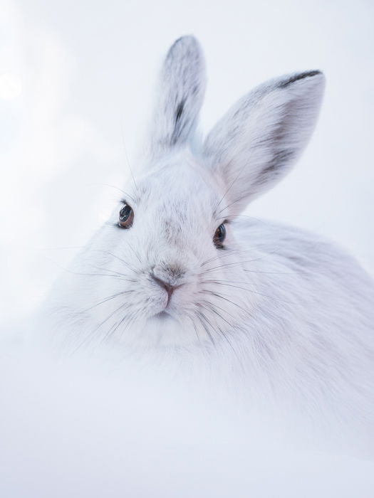 A white hare