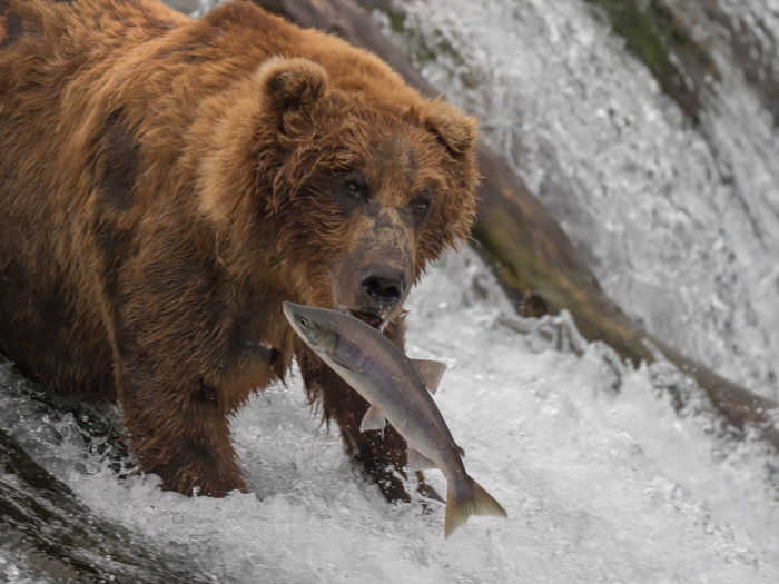 A bear eating a fish at Brooks Falls in Alaska's Katmai National Park