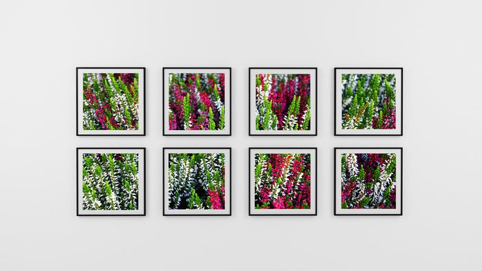 A wall displaying a vibrant collection of floral photographs.