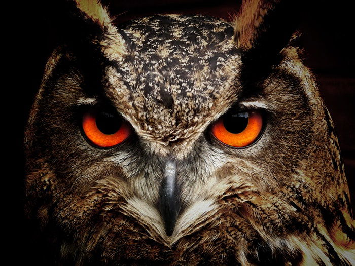 close-up photo of an owl