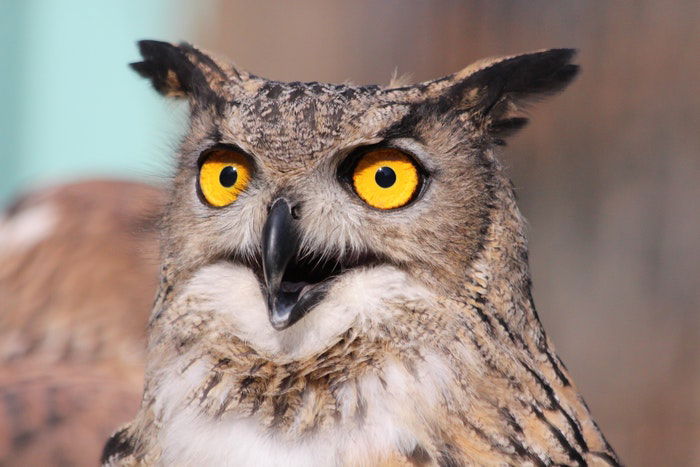 close-up photo of an owl