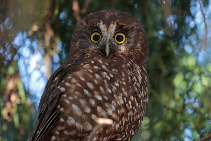 photo of an owl with yellow eyes