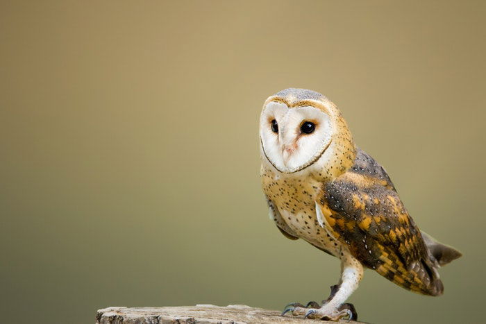 photo of an owl on a tree trunk