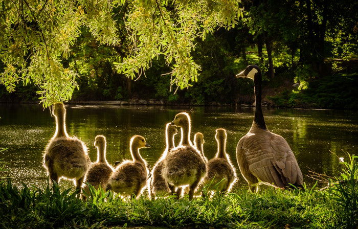 photo of a duck family by a lake