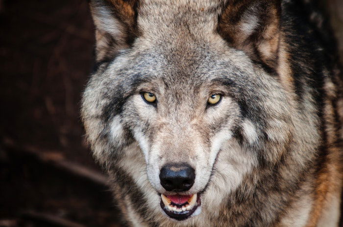 close-up photo of a wolf