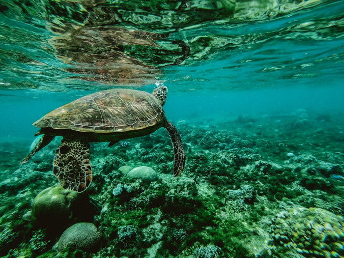 photo of a turtle swimming in the sea