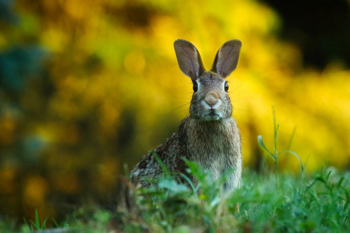 close-up photo of a grey rabbit