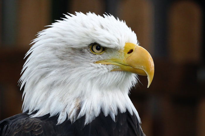 close-up photo of an eagle