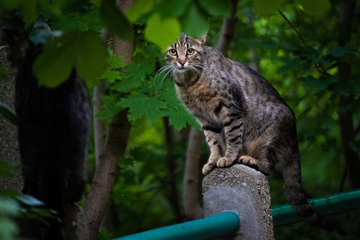 A tabby cat on a fence