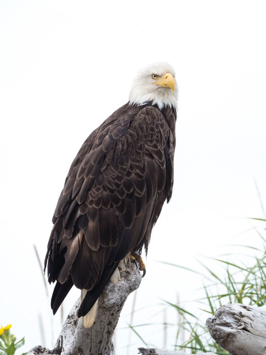 A bald eagle resting on a branch