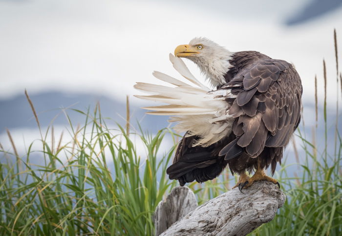 Picture of an eagle resting on a branch