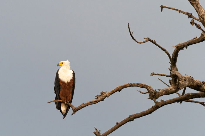 African Fish Eagle in Botswana