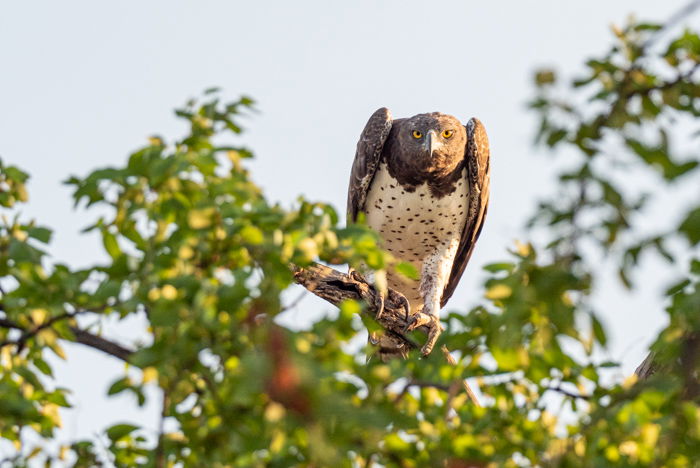 Martial Eagle