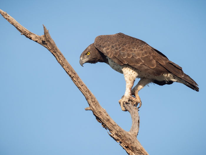 Martial Eagle