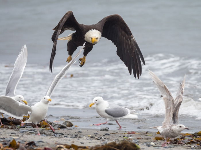 A bald eagle flying over a group of seagulls 