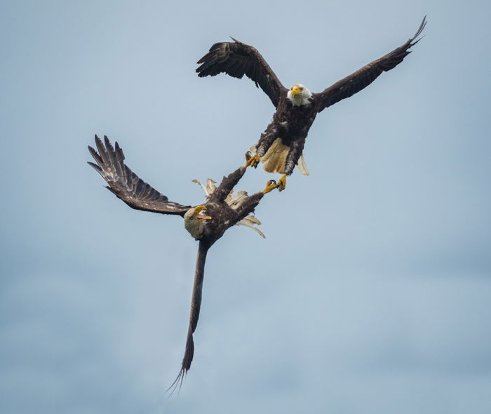 Two male eagles fighting