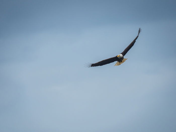 bald eagle flying