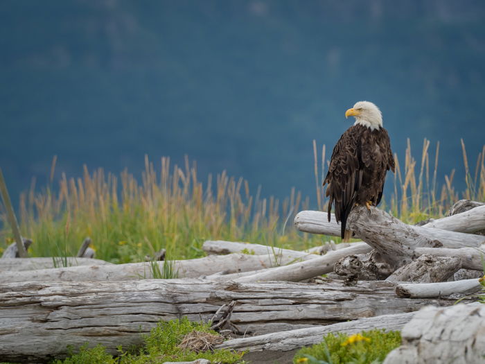 Picture of a eagle on branches